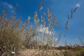 Image result for Cymbopogon pospischilii