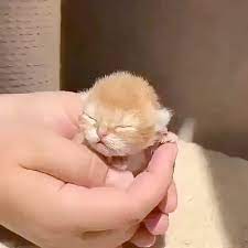 Kittens were born on may 25th. Pin On Animals