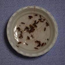 Getting Rid Of Fleas