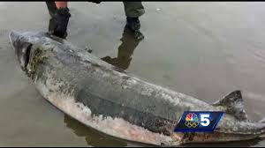 Approximately 490 square miles (1,269 km 2) in area, the lake is 107 miles (172 km) long and 14 miles (23 km) across at its widest point, and has a maximum depth of approximately 400 feet (120 m). Real Life Lake Monster Discovered In Lake Champlain S Waters