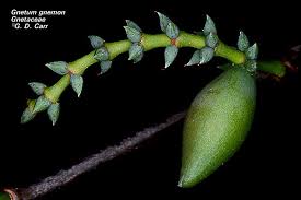 Image result for Gnetaceae