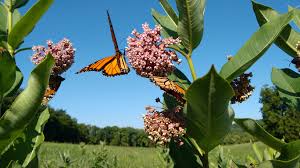 How To Kill Milkweeds Home Guides Sf Gate