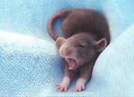 That female can mate again just two days after giving birth. Pet Mice Guide To Caring For A Fancy Mouse Pethelpful