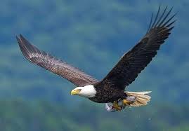 Gambar Burung Elang Keren Gambar Burung Elang Hitam Putih Keren Gambar Burung Elang Kartun Keren Gambar Burung Elang Kerenhttp Kump Di 2020 Burung Elang Burung Elang