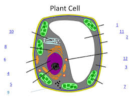 Read on to know more. Plant And Animal Cells Go Over Basic Needs With Prompt What Do All Living Things Need To Survive Now Lets See How Plant And Animal Cells Live And How Ppt Download