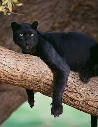 Black panthers are melanistic colour variants of several species of larger cat. Black Panther Facts Habitat Diet Britannica