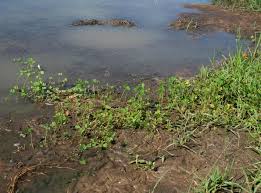 Image result for Marsilea macrocarpa