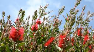 The trees of southern california are a diverse group that occupy several different ecological regions including a humid temperate domain (south coast and transverse ranges) and a dry domain (mojave and colorado deserts). Top Unthirsty Flowering Trees Sunset Magazine