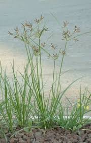 Image result for Cyperus alopecuroides