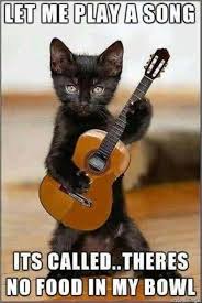 No Food In The Cat Bowl Funny Animal Jokes Cute Funny Animals Funny Cat Memes