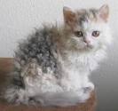 Selkirk Rex Rescue ― ADOPTIONS