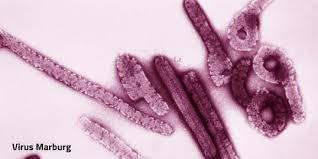Healthy eaters proven by science to be 40% less likely to need hospitalization if infected with covid virus, and 10% less likely to catch it in the first place 07/20/2021 / by s.d. Marburg Virus Malattia Di