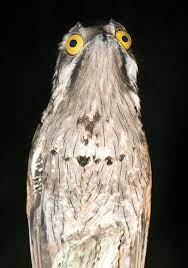 potoo bird potoo bird pet birds bird