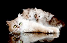 And also remember not eating for a day or two can have a negative and permanent damage that may plague them for the rest of their lives. Does A Mom Cat Miss Her Kittens Lovetoknow