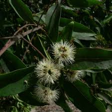 Image result for Syncarpia