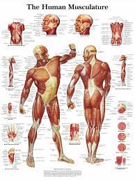 A3 Medical Poster The Human Muscle Layout Text Book Anatomy Picture Doctor Human Muscular System Muscular System Human Muscle Anatomy