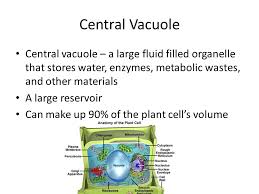 Vacuoles remove potentially toxic substances from the cell, such as heavy metals and herbicides. Cell Structure And Function Ppt Video Online Download