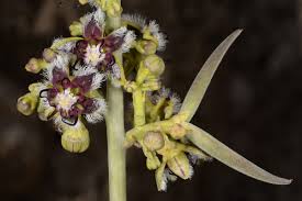 Image result for Periploca