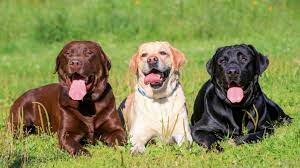 Labrador Retrievers 8 Fun Facts About These Adored Adaptable Dogs
