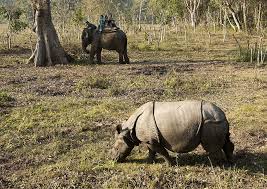 Elephant-Back Wildlife & Tiger Safaris ...
