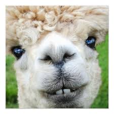 Funny Alpaca Christmas Card Zazzle Com In 2021 Alpaca Funny Llama Pictures Alpaca