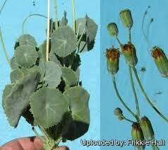Image result for Senecio milanjianus
