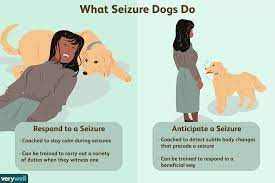 Seizures In Dogs Video