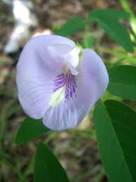 Image result for Clitoria
