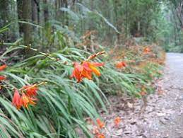 Large, leathery leaves in any combinations of green, yellow, pink, red, white, and orange make crotons (codiaeum variegatum) a colorful interior accent. Montbretia Cardinia Shire Council