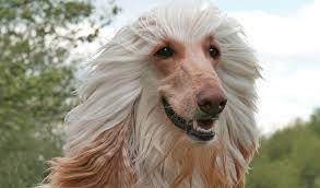 We did not find results for: Afghan Hound Breed Information