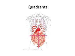 Always remember that the left and right anatomical perspective is that of the patient's, not yours. Sem 1 Review Sports Med 2 Quadrants Body Cavities Ppt Download