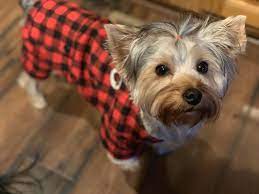 Boarding you pup is a hard decision to make. Groomingdales Pet Salon Day Spa 26 Photos 23 Reviews Pet Groomers 3821 Dayton Xenia Rd Beavercreek Oh United States Phone Number