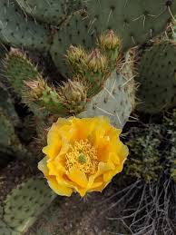 It goes by a variety of common names, including cow's tongue cactus, cow tongue prickly pear, desert prickly pear, discus prickly pear, engelmann's prickly pear, and. Engelmann 39 S Prickly Pear Sonoran Desert Wildfire Plants Inaturalist