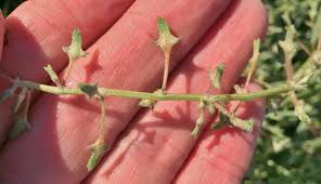 Image result for Atriplex