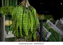 Image result for Parkia