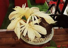 Bonsai Kelapa Makin Unik Semakin Mahal