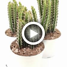 Image result for Euphorbia griseola