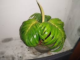 680 likes · 20 talking about this. Bonsai Kelapa Photos Facebook