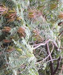 Image result for Indigofera lyallii