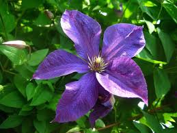 Group three regular pruning of clematis encourages strong growth and flowering and keeps the growth in check. Clematis Polish Spirit Group Trimming Clematis Polish Spirit Landing And Care Features Of Accommodation Of Different Varieties