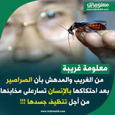 هل تعلم movie posters movies poster