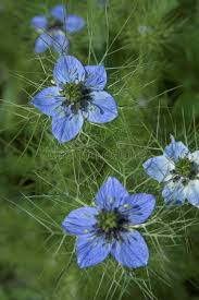 Love In A Mist Shallow Dof Focus Is On The Second Flower From Above Sponsored Shallow Mist Love Flower Focus Ad Flowers Mists Image