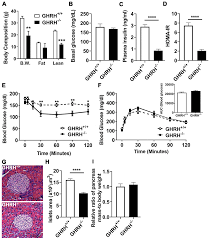 Insulin sensitivity in long-lived growth hormone-releasing hormone knockout  mice | Aging