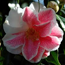 Camellia Japonica Lady Vansittart Beautiful Flowers Camellia Flowers