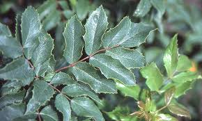 Image result for Macledium plantaginifolium