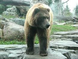 @mnzoo minnesota zoo @mn_zoo_ 김 민 주 @_mnzoo 우주정복 @mnzoo.s #mn_zoo публикаций: Mn Zoo Picture Of Minnesota Zoo Apple Valley Tripadvisor