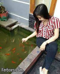 Jika kalian mencari ikan yang bisa berumur panjang, koi adalah salah satu pilihan terbaik. Ikan Yang Cocok Dipelihara Dikolam Ferboes Com