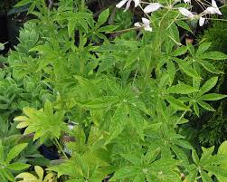 Image result for Cleome houtteana