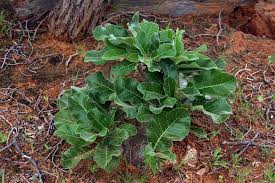 Image result for Fockea multiflora