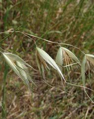 Image result for Aristida stenostachya